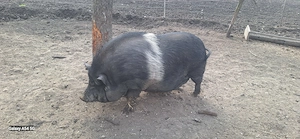 Porc vietnamez pentru consum