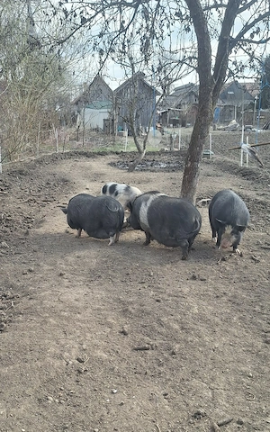 Porc vietnamez pentru consum - imagine 3