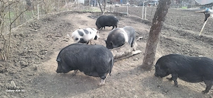 Porc vietnamez pentru consum - imagine 5