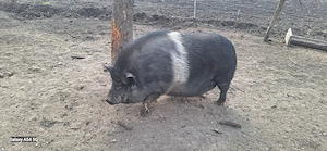 Porc vietnamez pentru consum