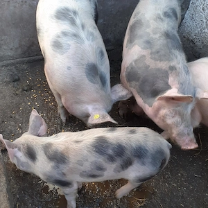 Porci de vanzare - imagine 5