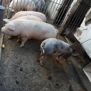 Porci de vanzare - imagine 3
