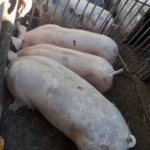 Porci de vanzare - imagine 2