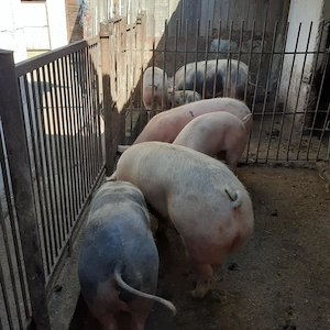 Porci de vanzare - imagine 4