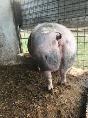 Porc si scrofita Pietran - imagine 2