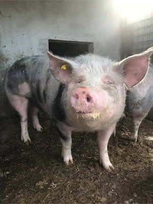 Porc si scrofita Pietran