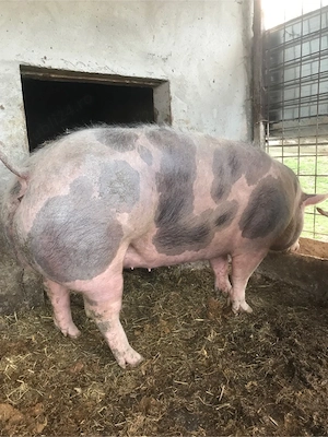 Porc si scrofita Pietran - imagine 3