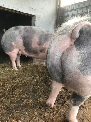 Porc si scrofita Pietran - imagine 4