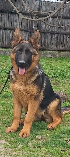 Catelusa Ciobanesc German 