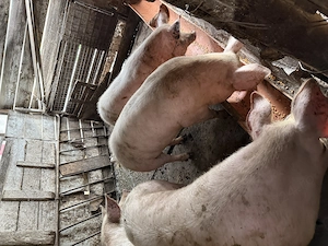 Porci de vânzare  - imagine 2