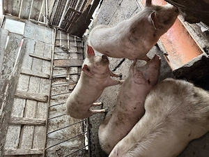 Porci de vânzare  - imagine 3