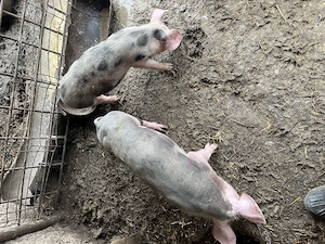 Vând purcei 25-30kg - imagine 2