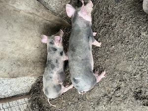 Vând purcei 25-30kg