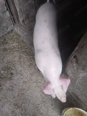 purcei rasa landras - imagine 4