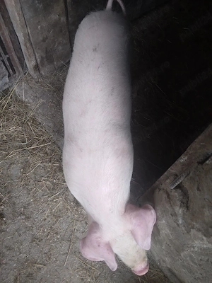 purcei rasa landras - imagine 5