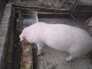 purcei rasa landras - imagine 2