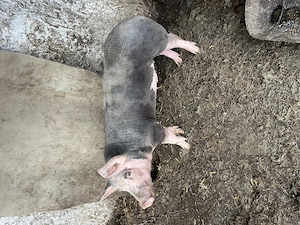 Vieruș pietran 60 kg