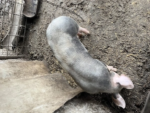 Vieruș pietran 60 kg - imagine 2