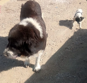 ciobanesc de bucovina  - imagine 5