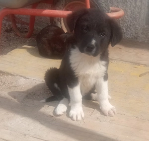 ciobanesc de bucovina  - imagine 4