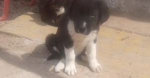 ciobanesc de bucovina  - imagine 3