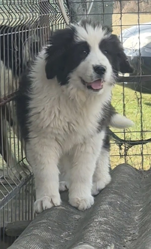 Femelă ciobanesc de bucovina  - imagine 2