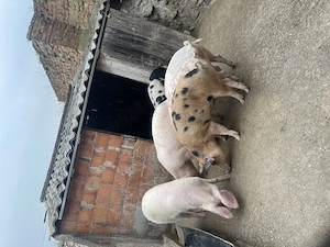 Purcei mai mari si mai mici de vânzare, Socol Caraș Severin 