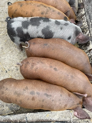 Vand 8 purcei de 7 saptamani - imagine 2