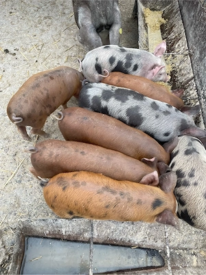 Vand 8 purcei de 7 saptamani