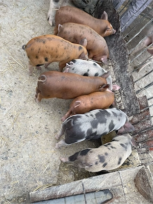 Vand 8 purcei de 7 saptamani - imagine 3