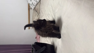 Vând pui de pisică  - imagine 2