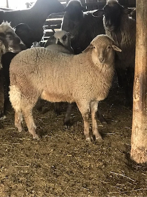 miei de vanzare  - imagine 2