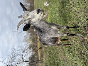 Capră carpatină + iadă