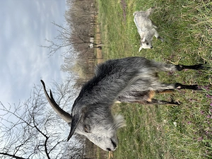 Capră carpatină + iadă - imagine 2