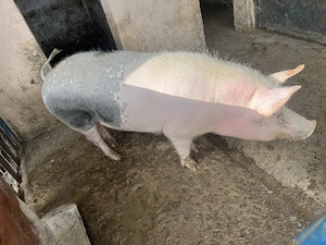 Vand porc pietrain, are APROXIMATIV 160 de kg - imagine 3