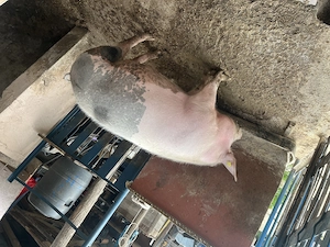 Vand porc pietrain, are APROXIMATIV 160 de kg - imagine 2