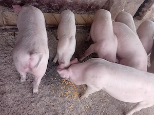 de vinzare - imagine 2