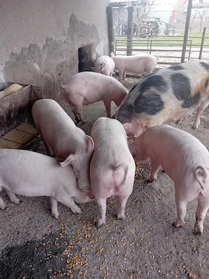 de vinzare - imagine 3