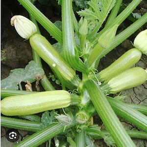 Răsad dovlecel Ardendo F1 