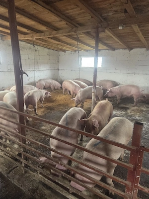 porci 120 150 de kg 