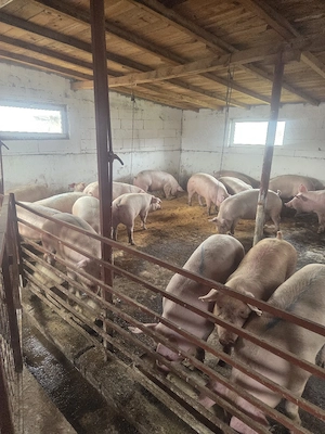 porci 120 150 de kg  - imagine 2