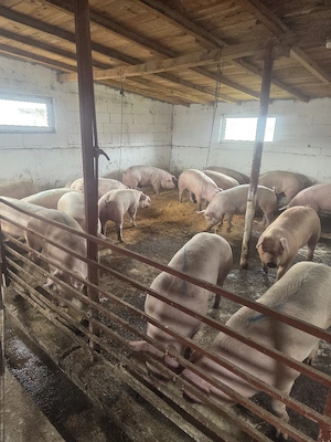 porci 120 150 de kg  - imagine 3