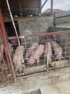 vand grasuni 45 65 de kg 