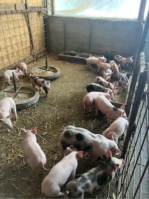 vind purcei intarcati 6 saptamini  - imagine 2