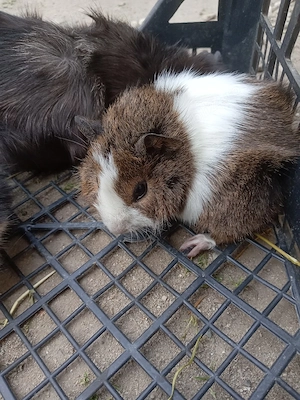 Porcușori de guineea  cobai purceluș de guineea 