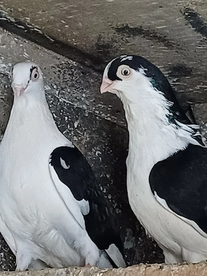 Diaponibil - imagine 3