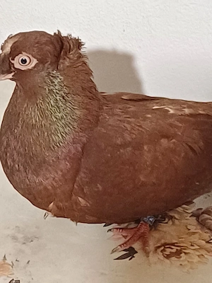 Diaponibil - imagine 2