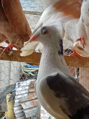 Diaponibil - imagine 5