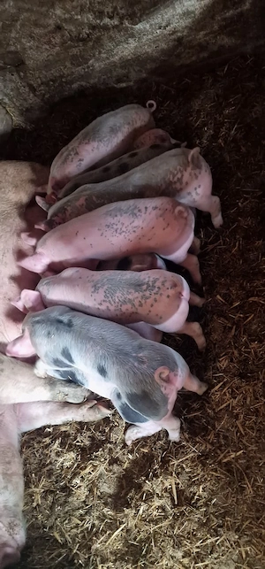 Vand purceii 6 săptămâni 