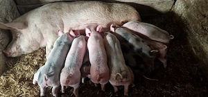 Vand purceii pic cu pietrean